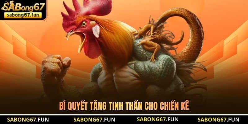 Bí quyết tăng tinh thần cho chiến kê Bí quyết tăng tinh thần cho chiến kê