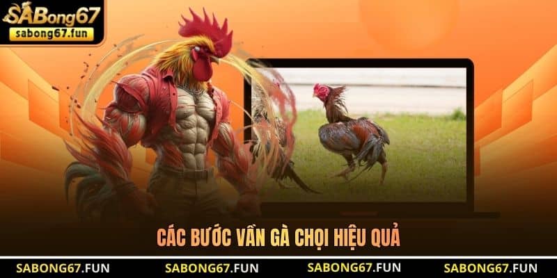 Các bước vần gà chọi hiệu quả