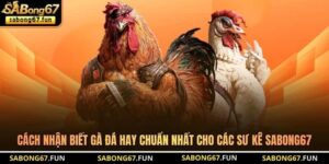 Cách Nhận Biết Gà Đá Hay Chuẩn Nhất Cho Các Sư Kê SABONG67