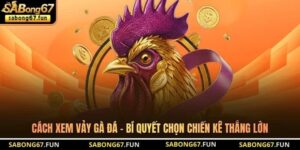 Cách Xem Vảy Gà Đá - Bí Quyết Chọn Chiến Kê Thắng Lớn