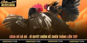 Cách Xổ Gà Đá - Bí Quyết Chăm Kê Chiến Thắng Liên Tiếp