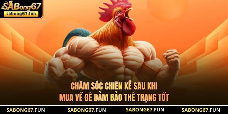 Chăm sóc chiến kê sau khi mua về để đảm bảo thể trạng tốt