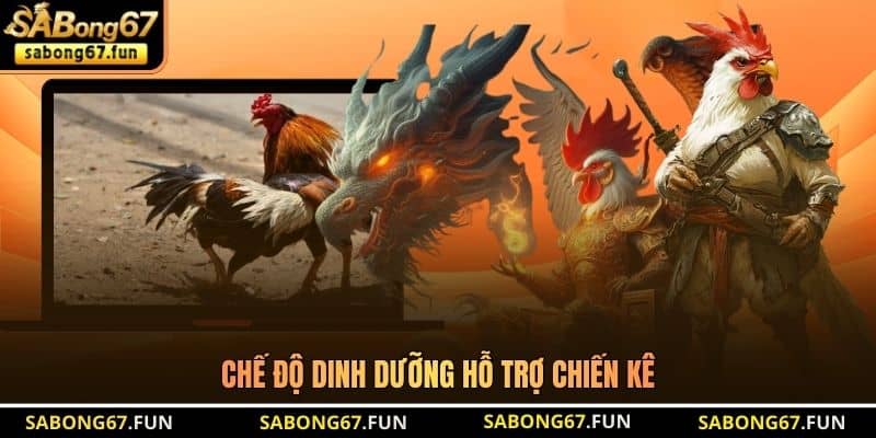 Chế độ dinh dưỡng hỗ trợ chiến kê