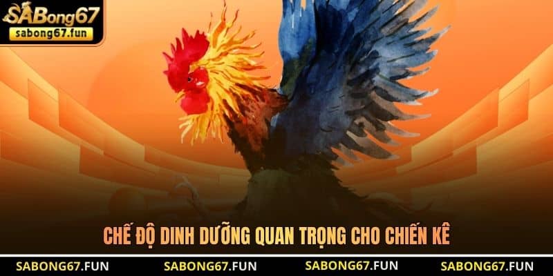 Chế độ dinh dưỡng quan trọng cho chiến kê