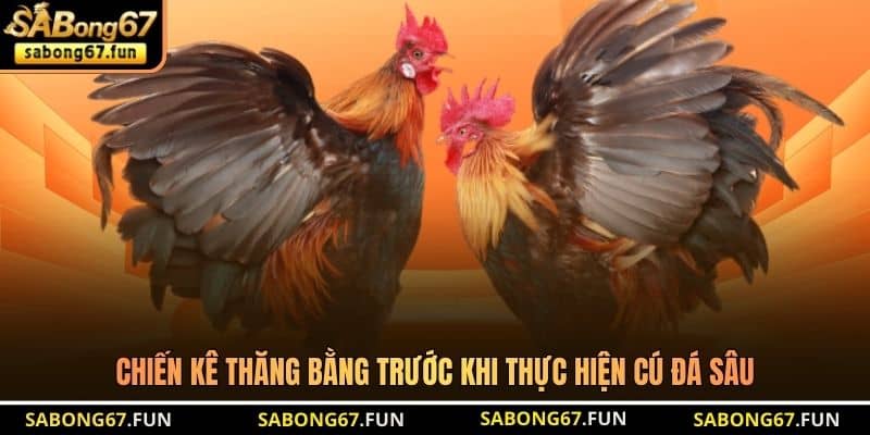Chiến kê thăng bằng trước khi thực hiện cú đá sâu