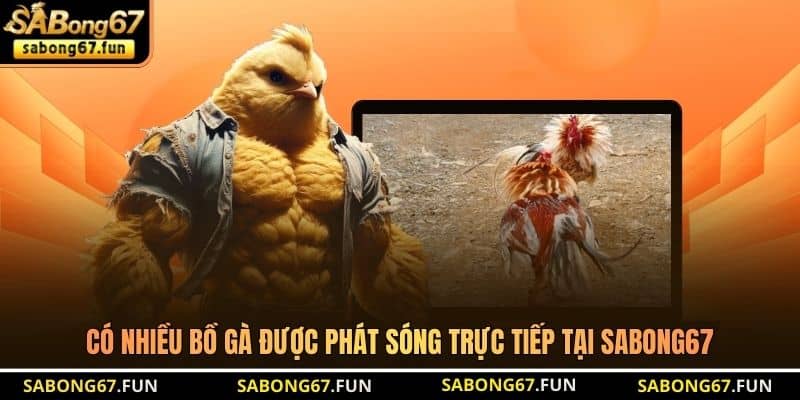 Có nhiều bồ gà được phát sóng trực tiếp tại SABONG67 Có nhiều bồ gà được phát sóng trực tiếp tại SABONG67