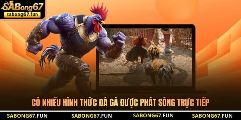 Có nhiều hình thức đá gà được phát sóng trực tiếp Có nhiều hình thức đá gà được phát sóng trực tiếp