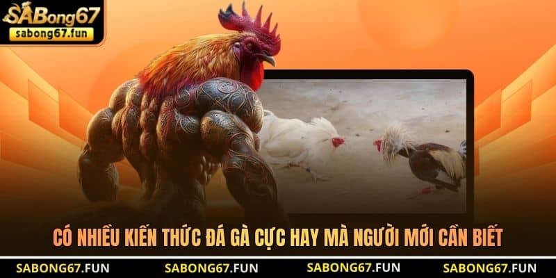Có nhiều kiến thức đá gà cực hay mà người mới cần biết Có nhiều kiến thức đá gà cực hay mà người mới cần biết