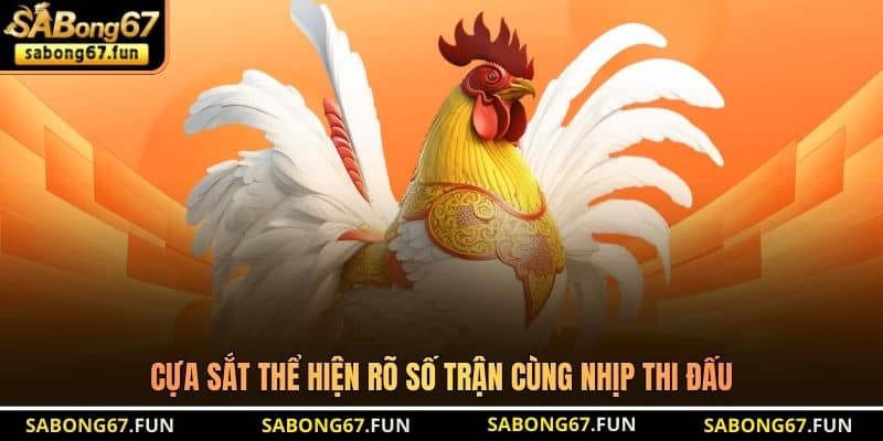 Cựa sắt thể hiện rõ số trận cùng nhịp thi đấu Cựa sắt thể hiện rõ số trận cùng nhịp thi đấu