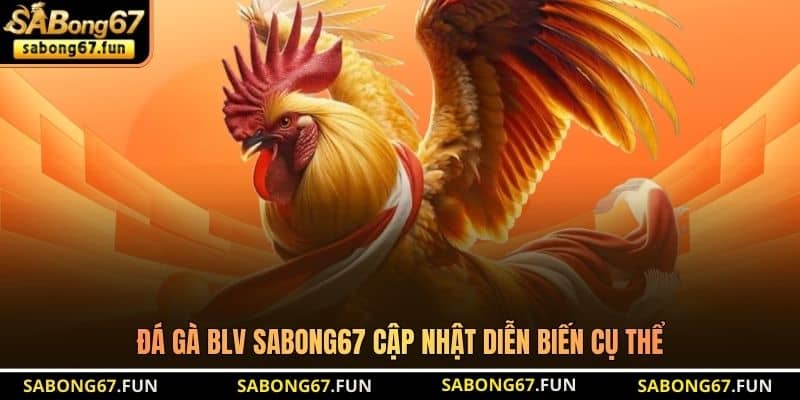 Đá gà BLV SABONG67 cập nhật diễn biến cụ thể Đá gà BLV SABONG67 cập nhật diễn biến cụ thể