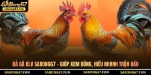 Đá Gà BLV SABONG67 - Giúp Xem Đúng, Hiểu Nhanh Trận Đấu