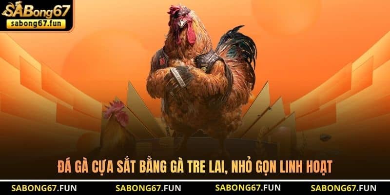 Đá gà cựa sắt bằng gà tre lai, nhỏ gọn linh hoạt