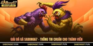 Giải Đá Gà SABONG67 - Thông Tin Chuẩn Cho Thành Viên