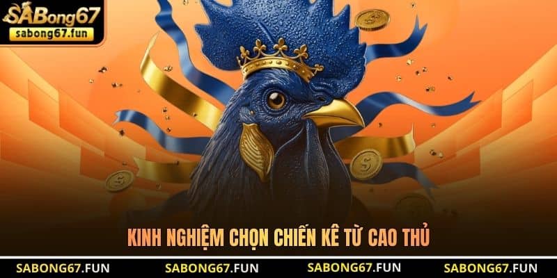 Kinh nghiệm chọn chiến kê từ cao thủ