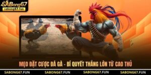 Mẹo Đặt Cược Đá Gà - Bí Quyết Thắng Lớn Từ Cao Thủ
