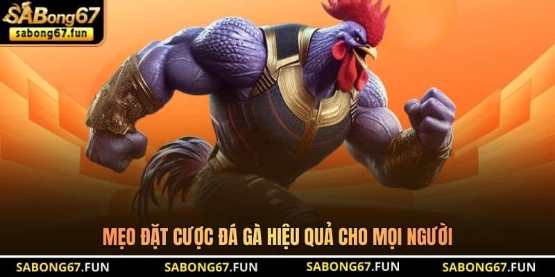 Mẹo đặt cược đá gà hiệu quả cho mọi người