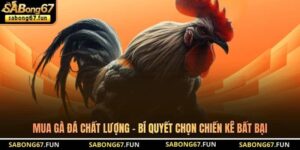 Mua Gà Đá Chất Lượng - Bí Quyết Chọn Chiến Kê Bất Bại