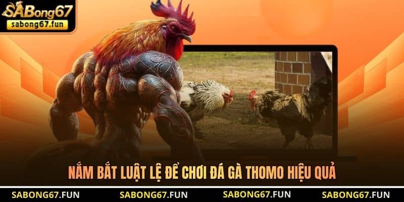 Nắm bắt luật lệ để chơi đá gà Thomo hiệu quả Nắm bắt luật lệ để chơi đá gà Thomo hiệu quả