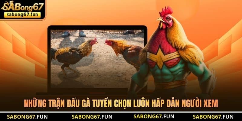 Những trận đấu gà tuyển chọn luôn hấp dẫn người xem Những trận đấu gà tuyển chọn luôn hấp dẫn người xem