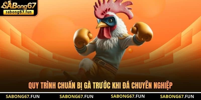 Quy trình chuẩn bị gà trước khi đá chuyên nghiệp Quy trình chuẩn bị gà trước khi đá chuyên nghiệp