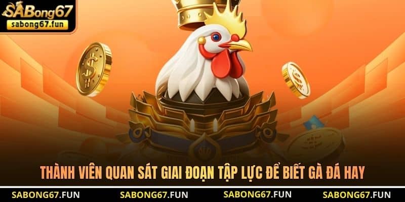 Thành viên quan sát giai đoạn tập lực để biết gà đá hay Thành viên quan sát giai đoạn tập lực để biết gà đá hay