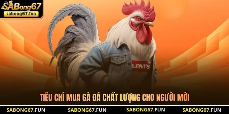 Tiêu chí mua gà đá chất lượng cho người mới