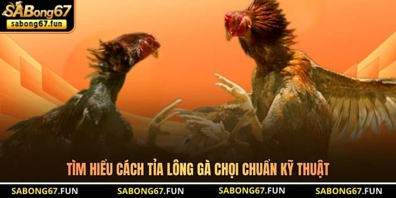 Tìm hiểu cách tỉa lông gà chọi chuẩn kỹ thuật
