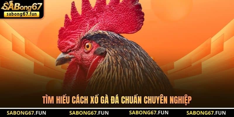 Tìm hiểu cách xổ gà đá chuẩn chuyên nghiệp