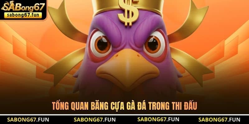 Tổng quan băng cựa gà đá trong thi đấu