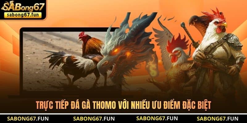 Trực tiếp đá gà Thomo với nhiều ưu điểm đặc biệt Trực tiếp đá gà Thomo với nhiều ưu điểm đặc biệt