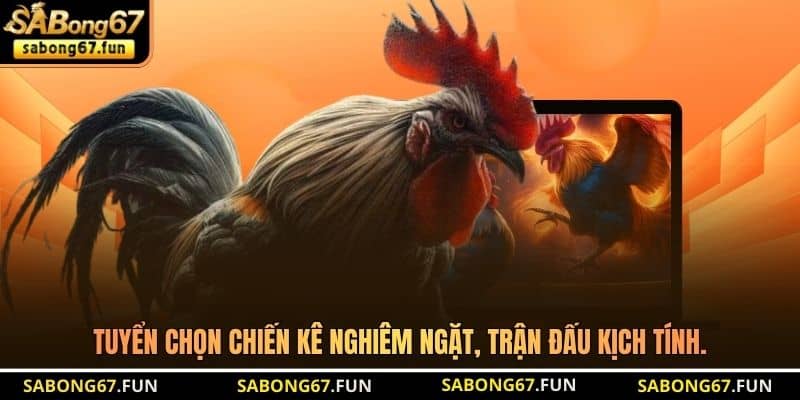 Tuyển chọn chiến kê nghiêm ngặt, trận đấu kịch tính